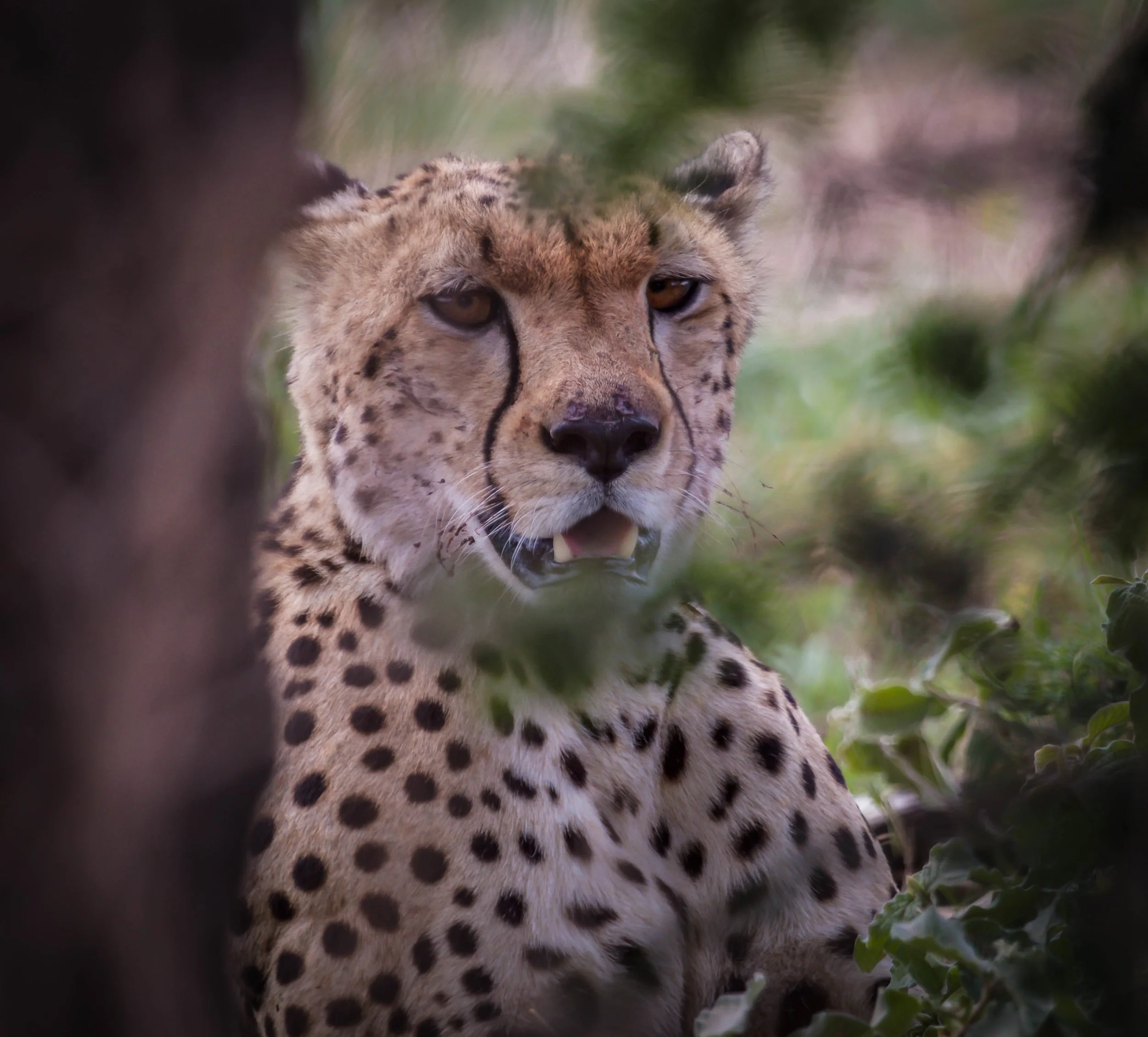 Cheetah up close.jpeg