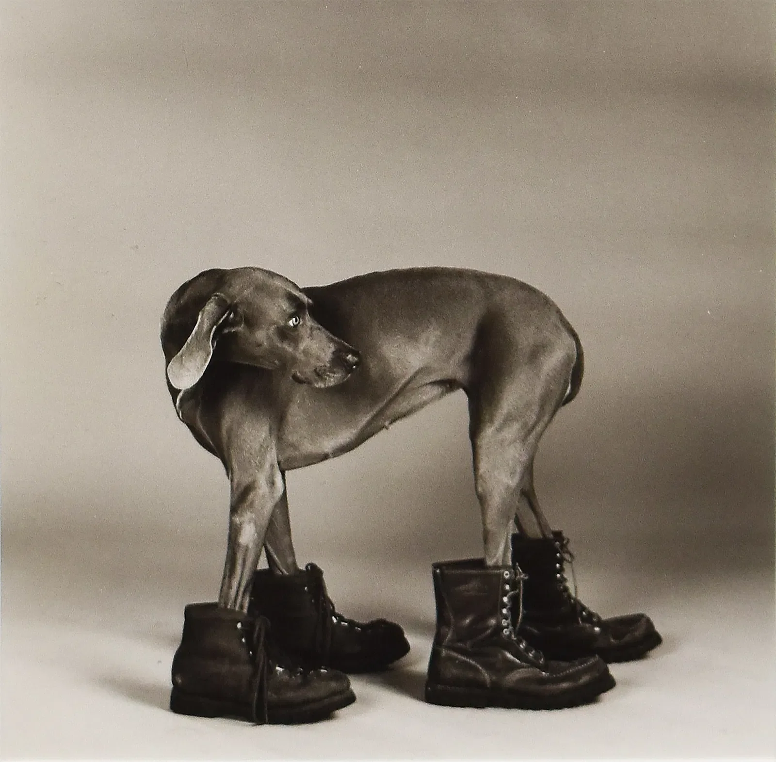 William Wegman (1943)