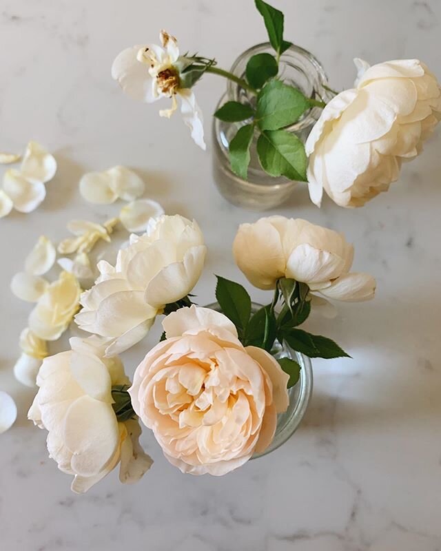 One of my roses got sick over the winter. I nursed her back to health but didn't think we'd get any blooms. Then one day she started kicking off these miniature buds, as if to say, &quot;I'm not quite there, but I'll do what I can!&quot; Seems like a