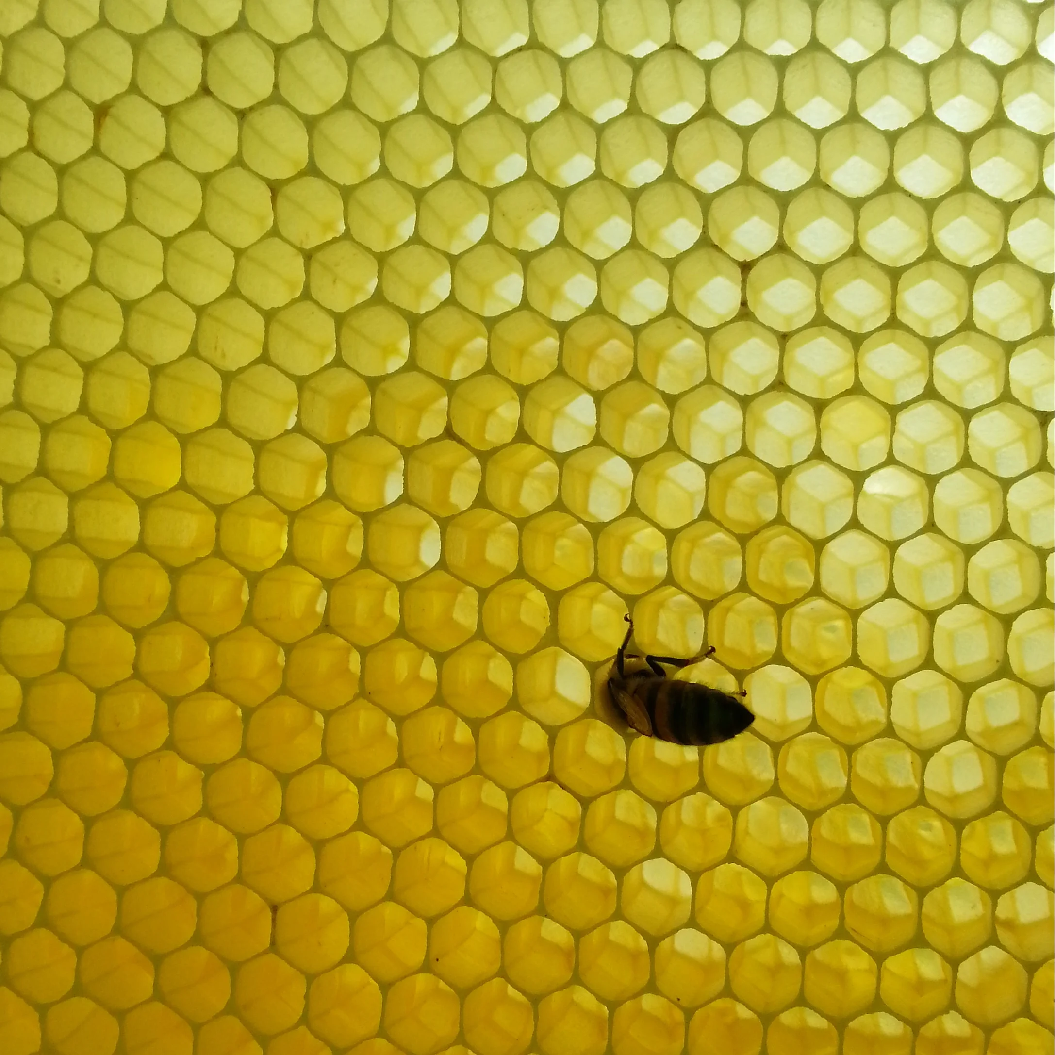 Why Keep Bees????????? click or scroll for a beautiful graphic!