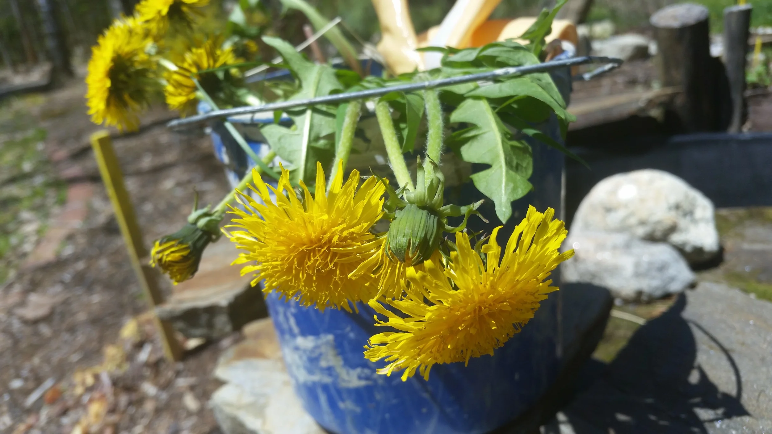 gathered from the lawn Spring 2016