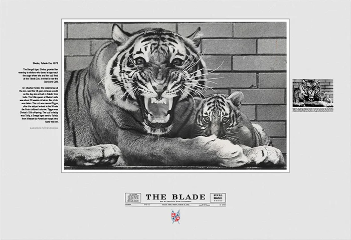 Sheba Tiger.jpg