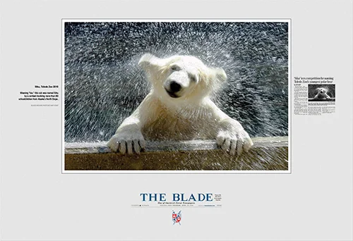 Polar Bear Cub.jpg