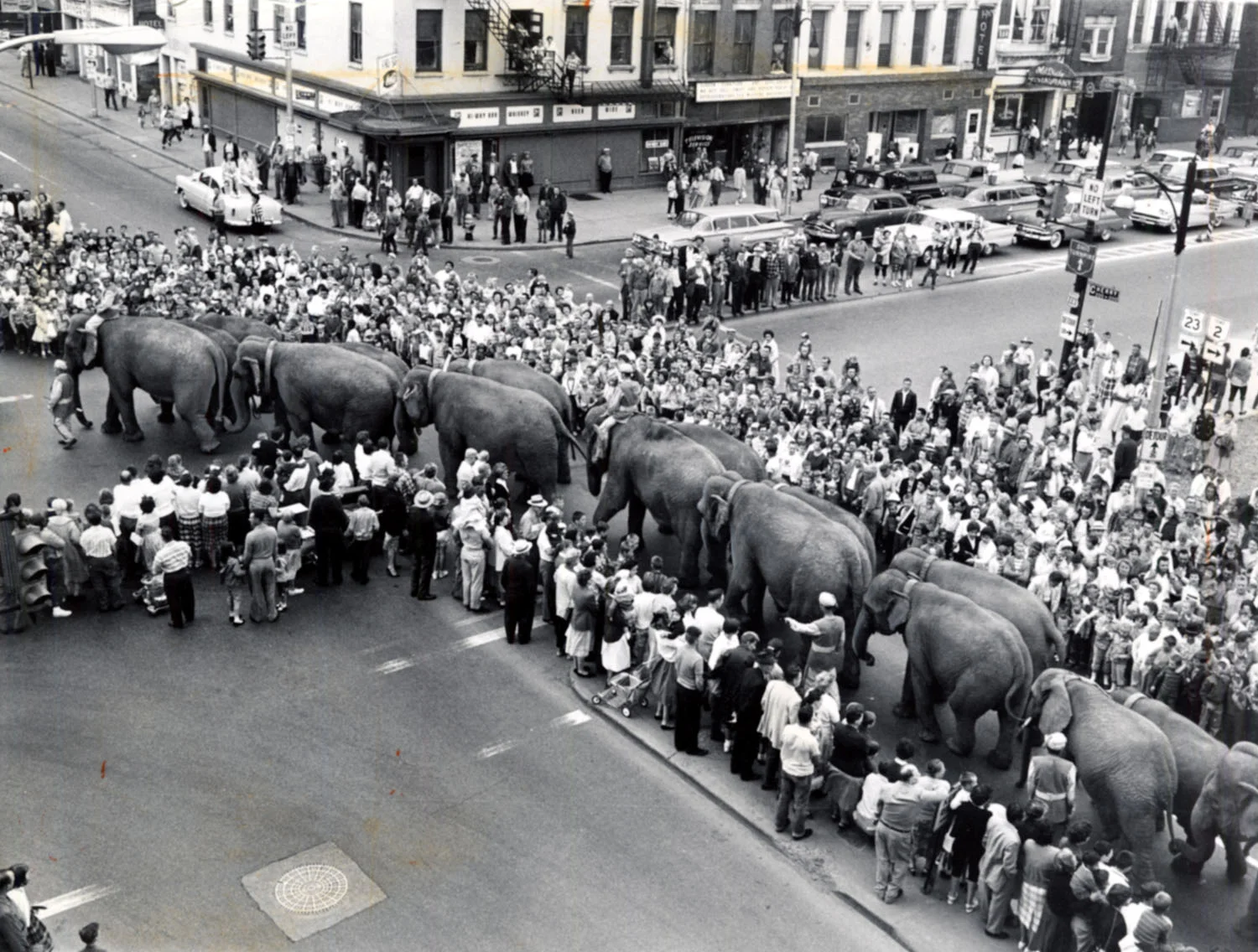 elephant.1.jpg