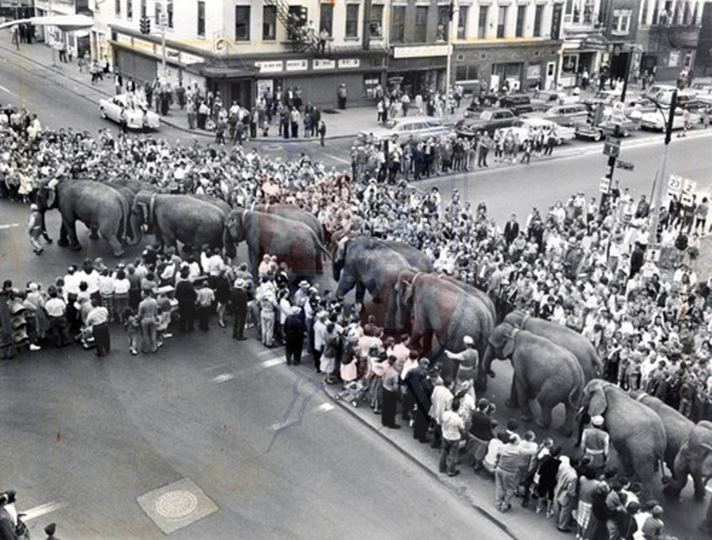 elephant.jpg