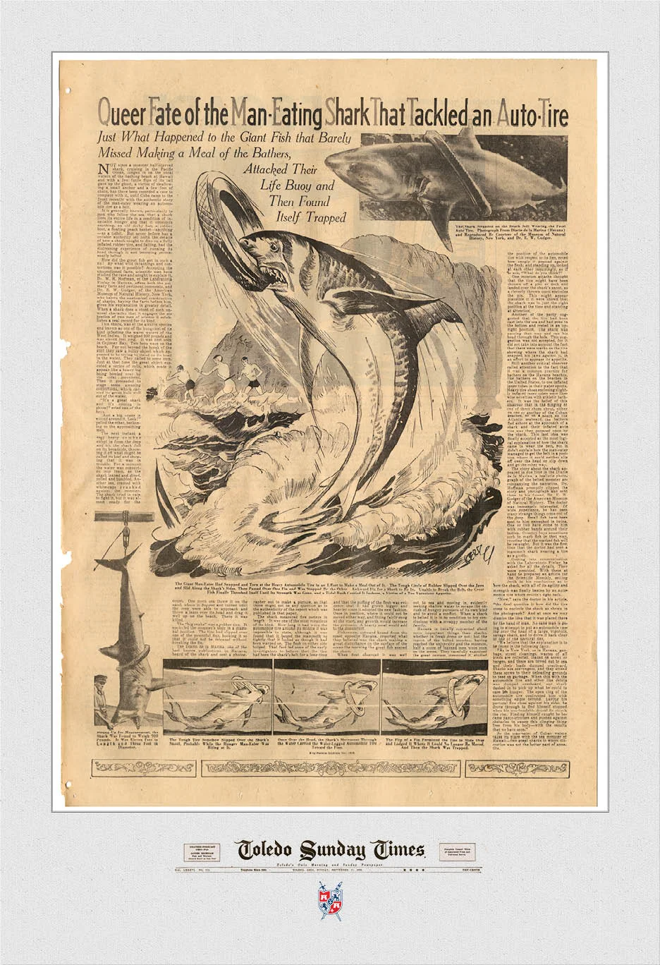 Shark Attack 13x19.jpg