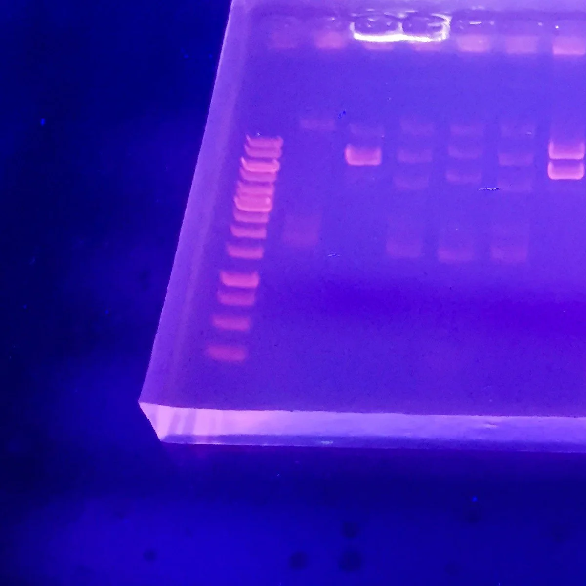 Agarose : Over a billion years of evolution in your gel