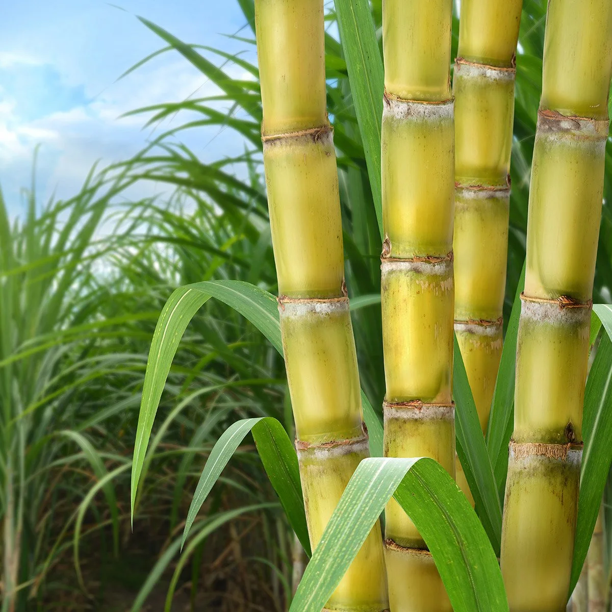 The First PLA Plastic Plates Offered for Tissue Culture