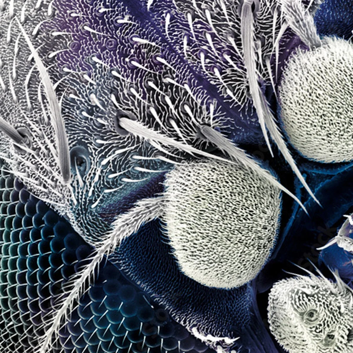 Drosophila Delivers Sustainable Science