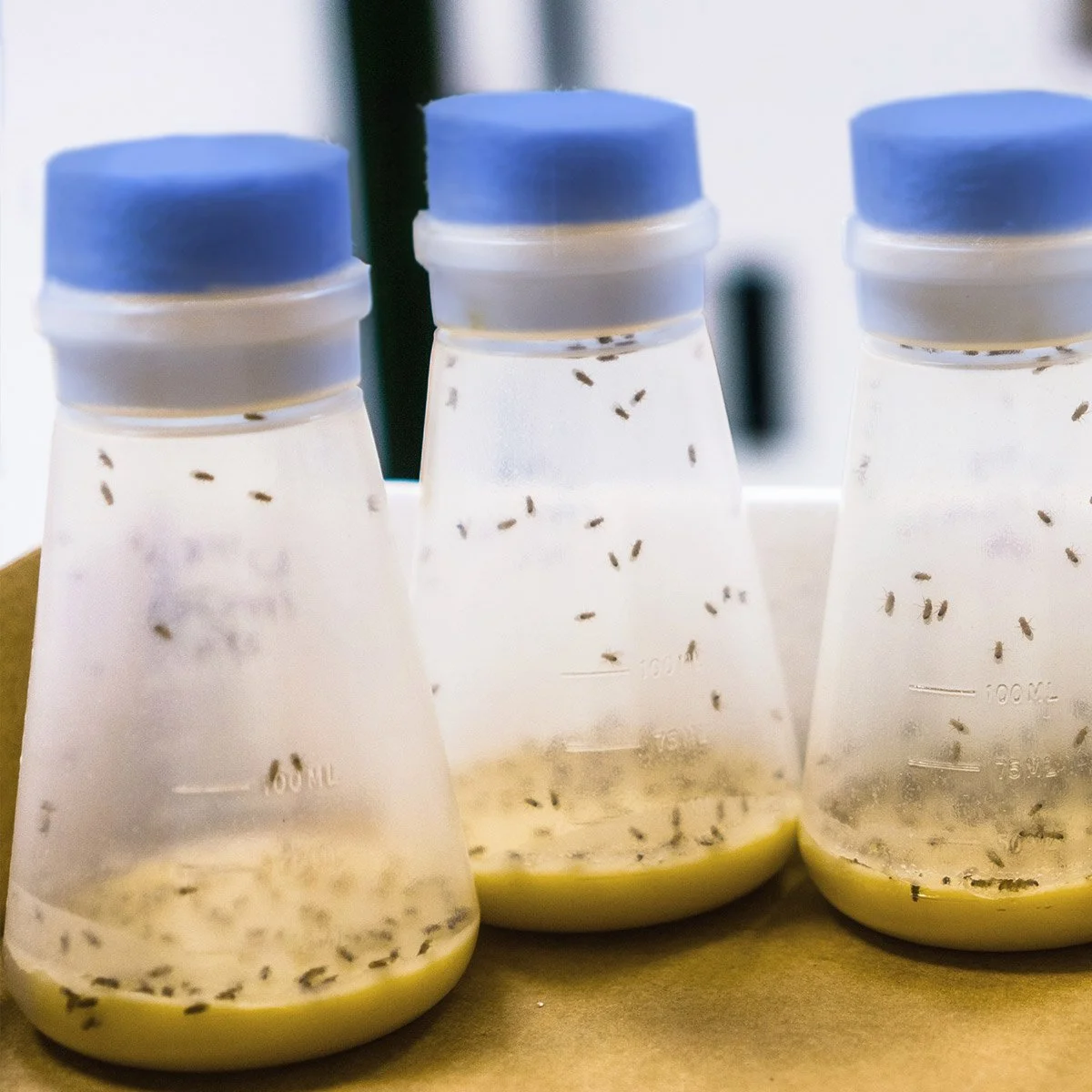 The Ways Fly labs Go Green