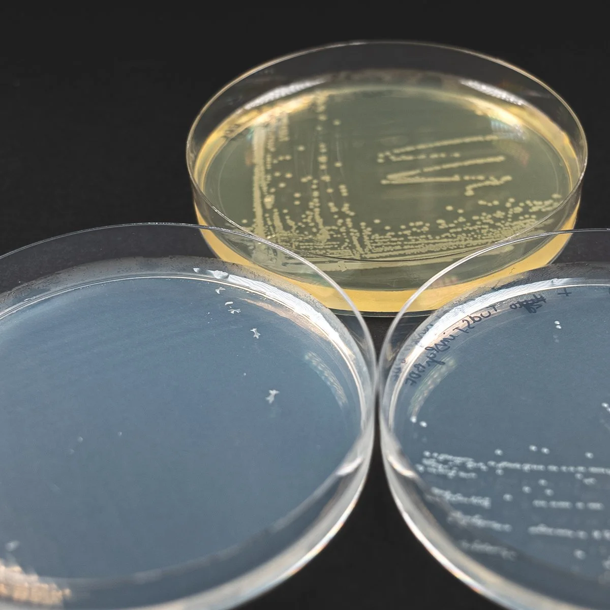 Estimating the Carbon Cost of E. coli Transformations