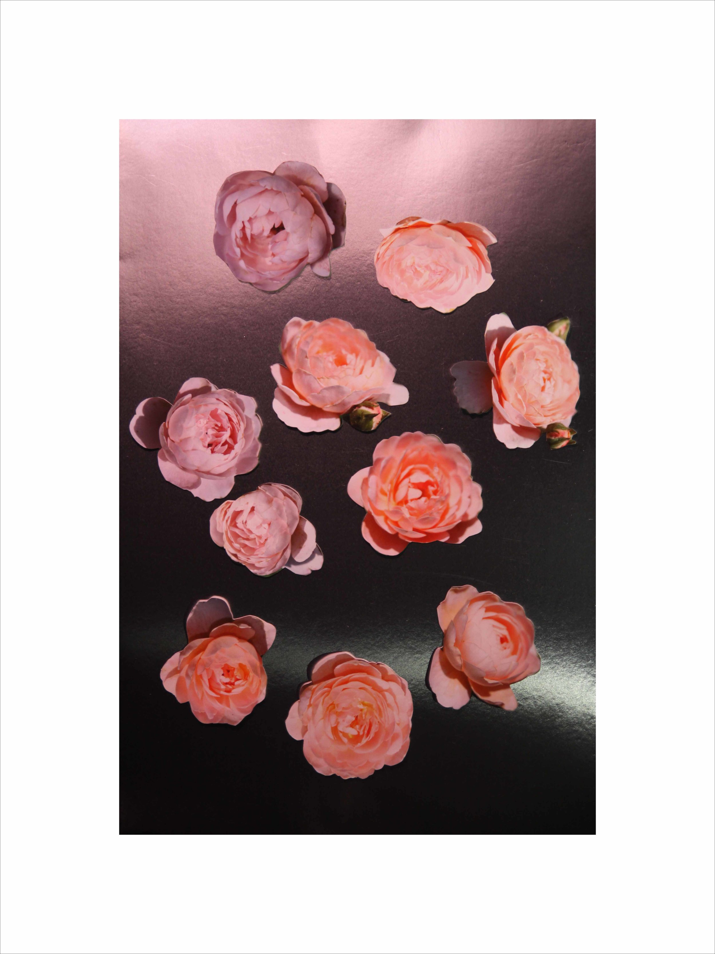    Queen of Sweden Roses I,   2019  Digital photography  32 x 24 in. 