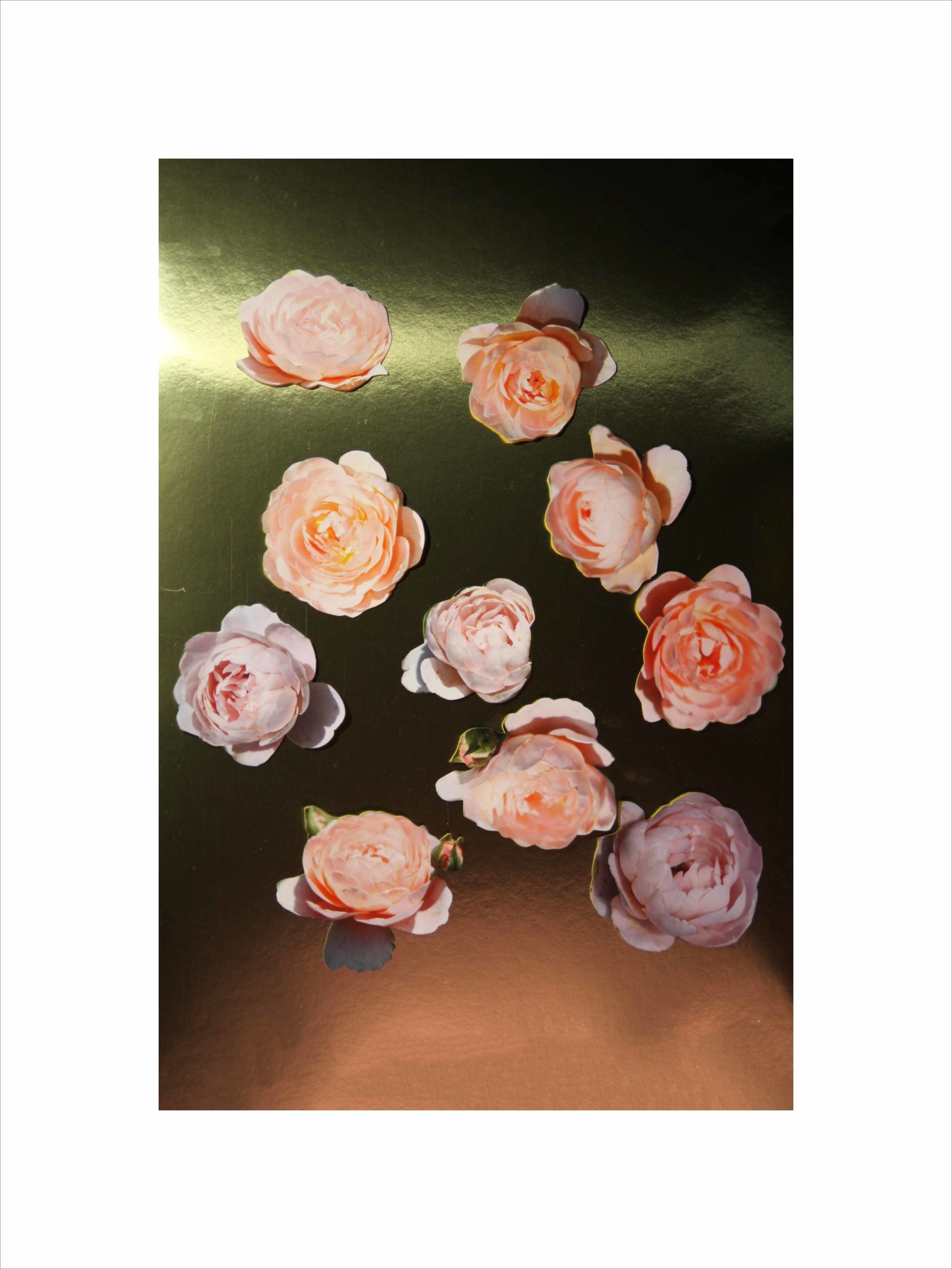    Queen of Sweden Roses II,   2019  Digital photography  32 x 24 in. 