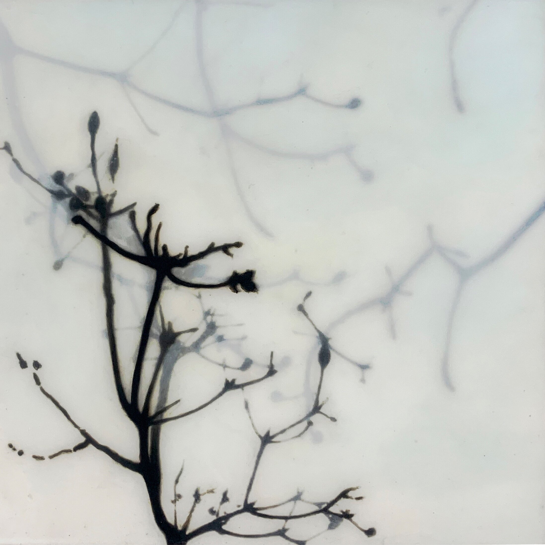  Jo Peterson   Branches #13 , 2019  Inkjet print, vine charcoal, and acrylic glazes on cradled panel  8 x 8 x 1.5 in.  YIMBY price $950 