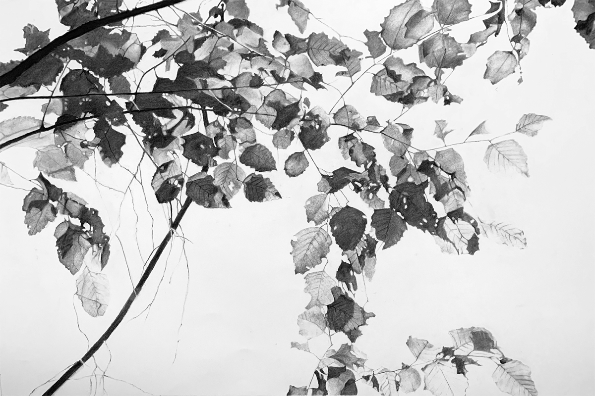    Pine Forest Canopy  , 2021  Vine charcoal on paper on panel  28 x 42 x 2.75 in.  