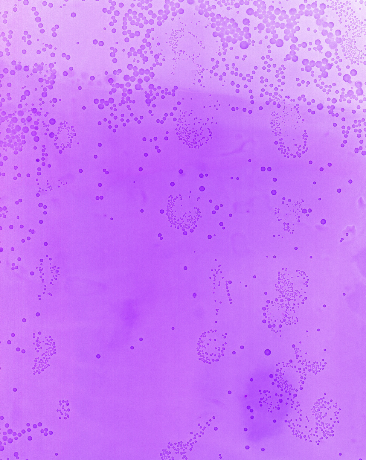    Cameraless Exposure of Mountain Dew Purple Thunder    Archival pigment print   50 x 40 in.  