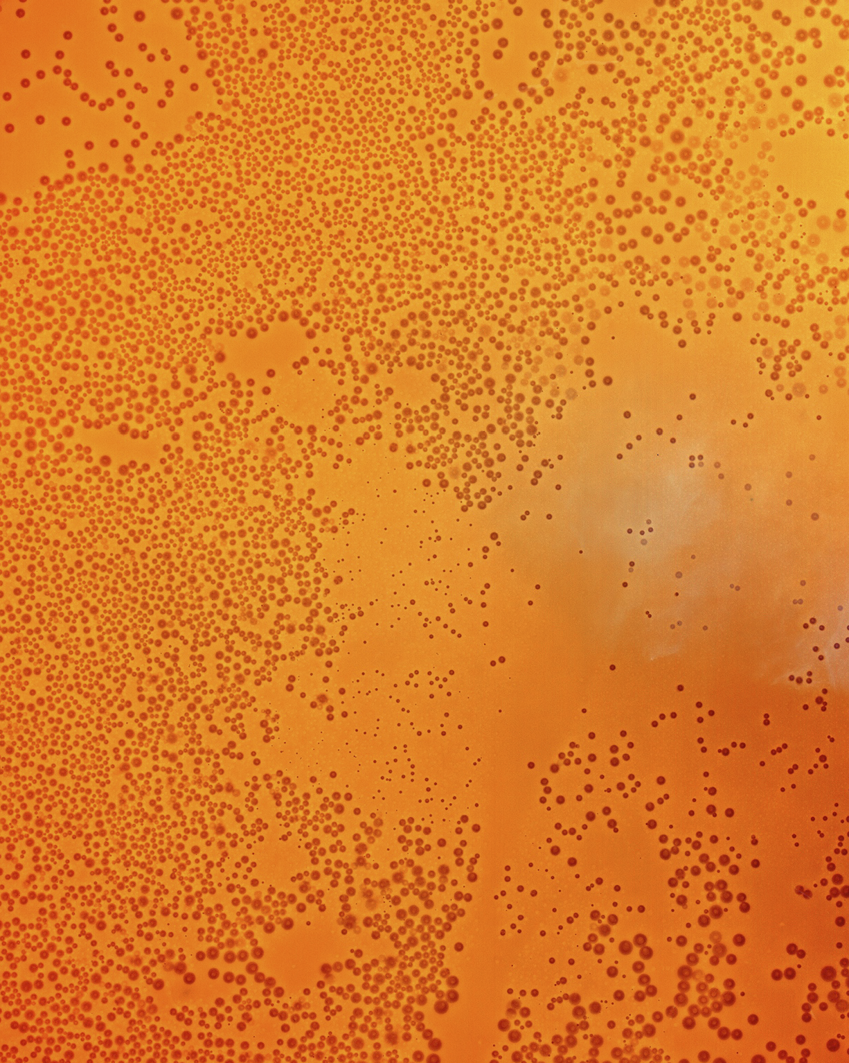    Cameraless Exposure of Mountain Dew Star Spangled Splash 1    Archival pigment print   50 x 40 in.  