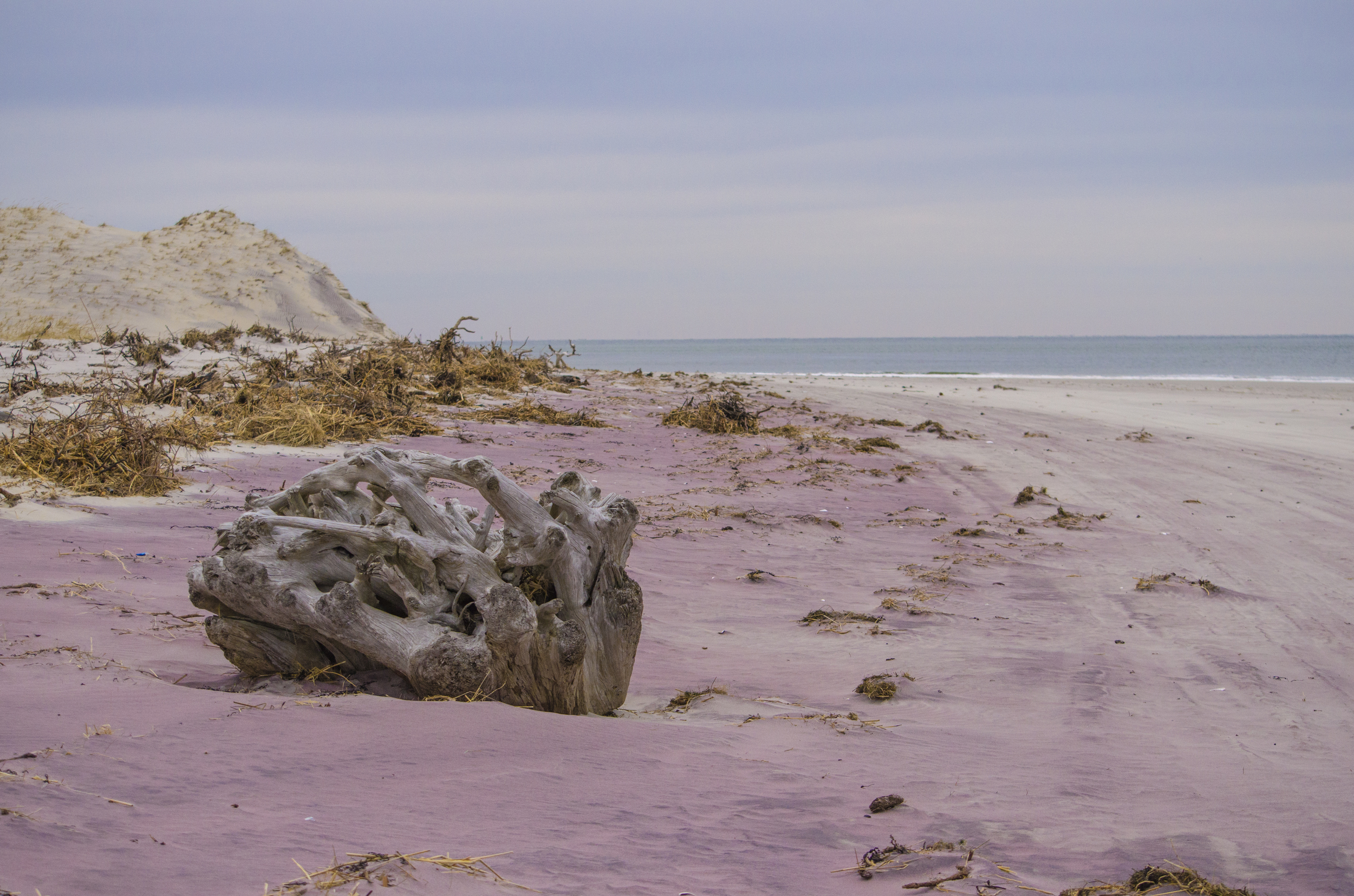 Purple Sand and Driftwood.jpg