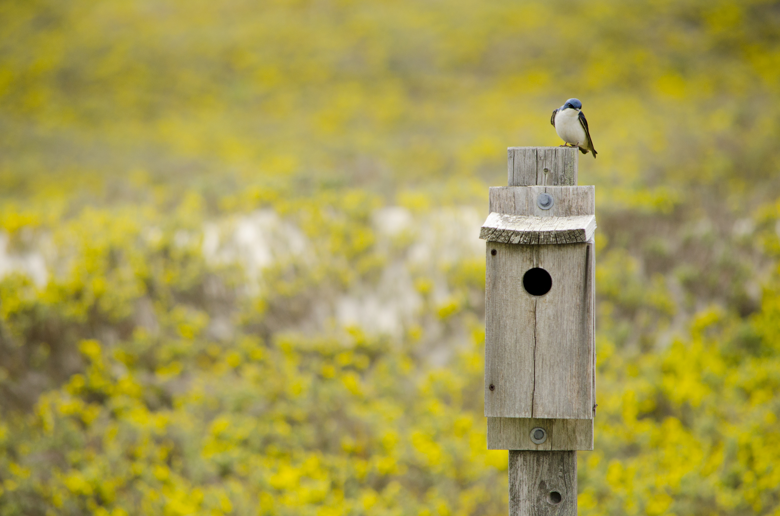 Swallow in the Dunes.jpg