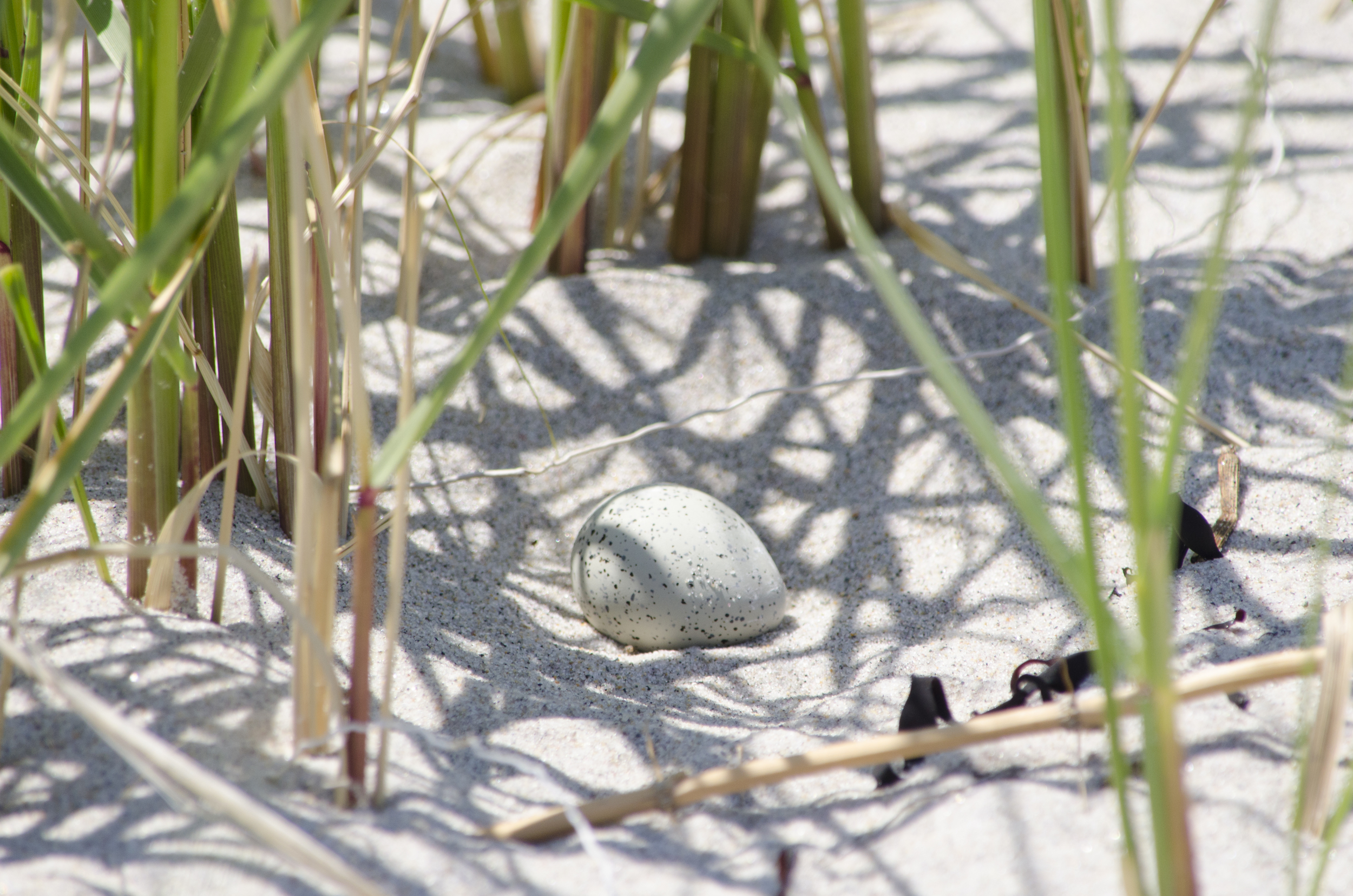 Migratory Bird Nest.jpg