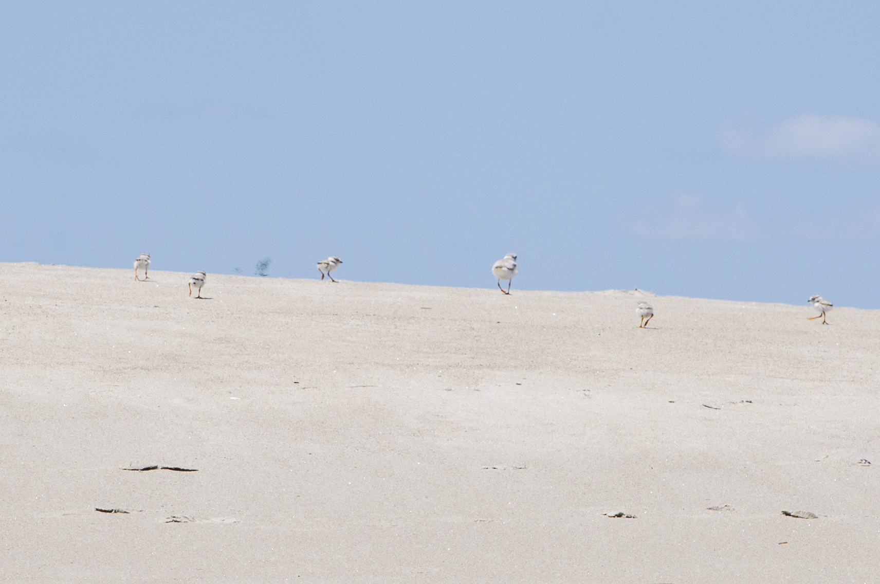 Plover and 5 chicks cropped.jpg