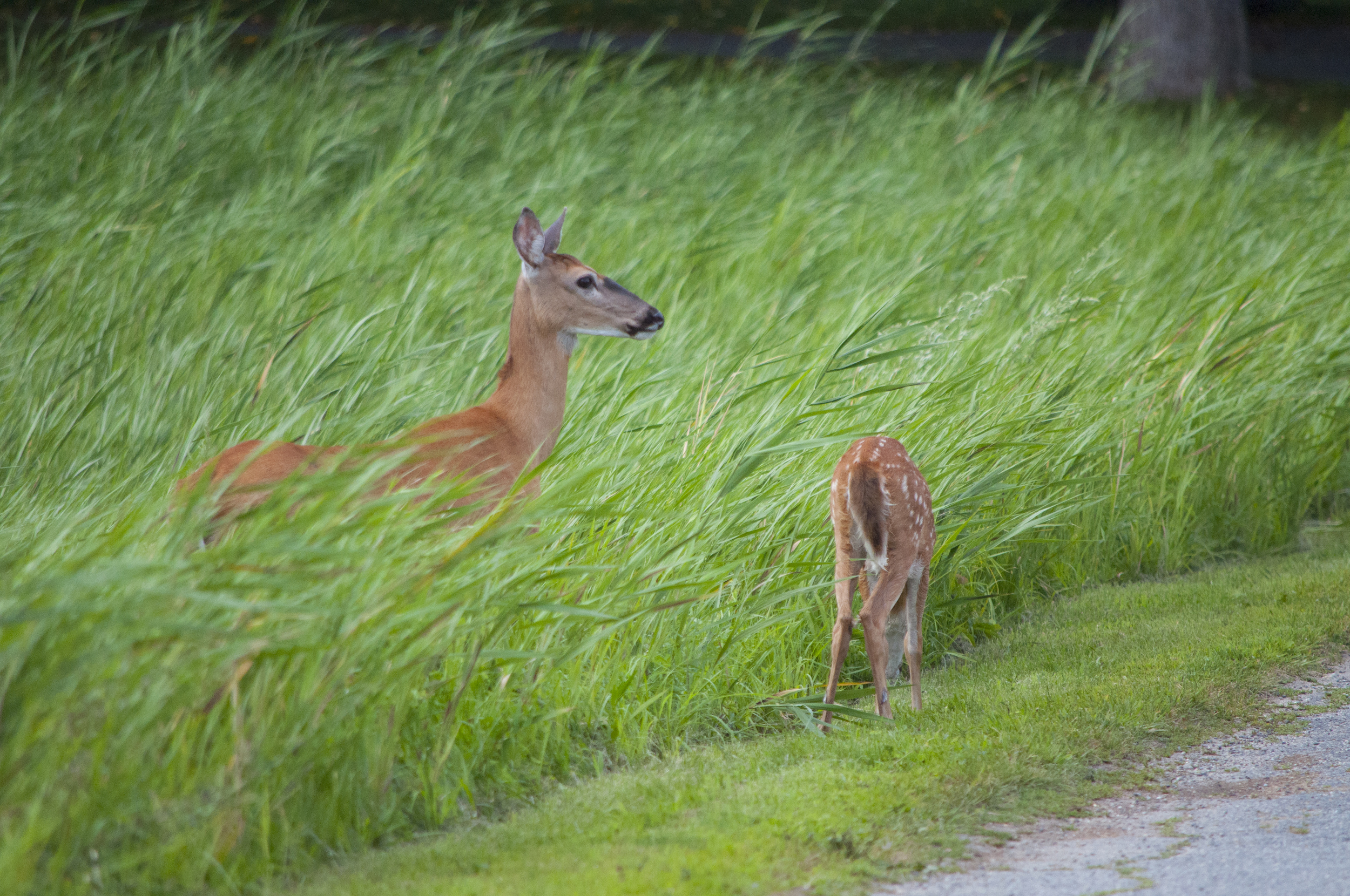 Doe and Fawn at Cranes.jpg