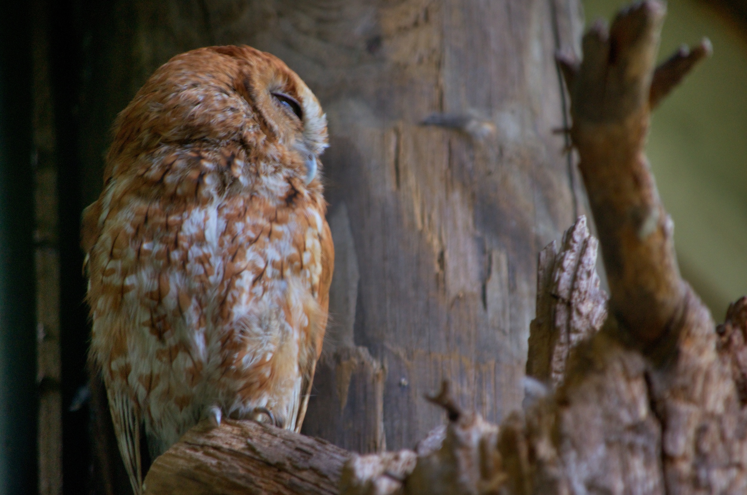 Eastern Screech Owl.jpg