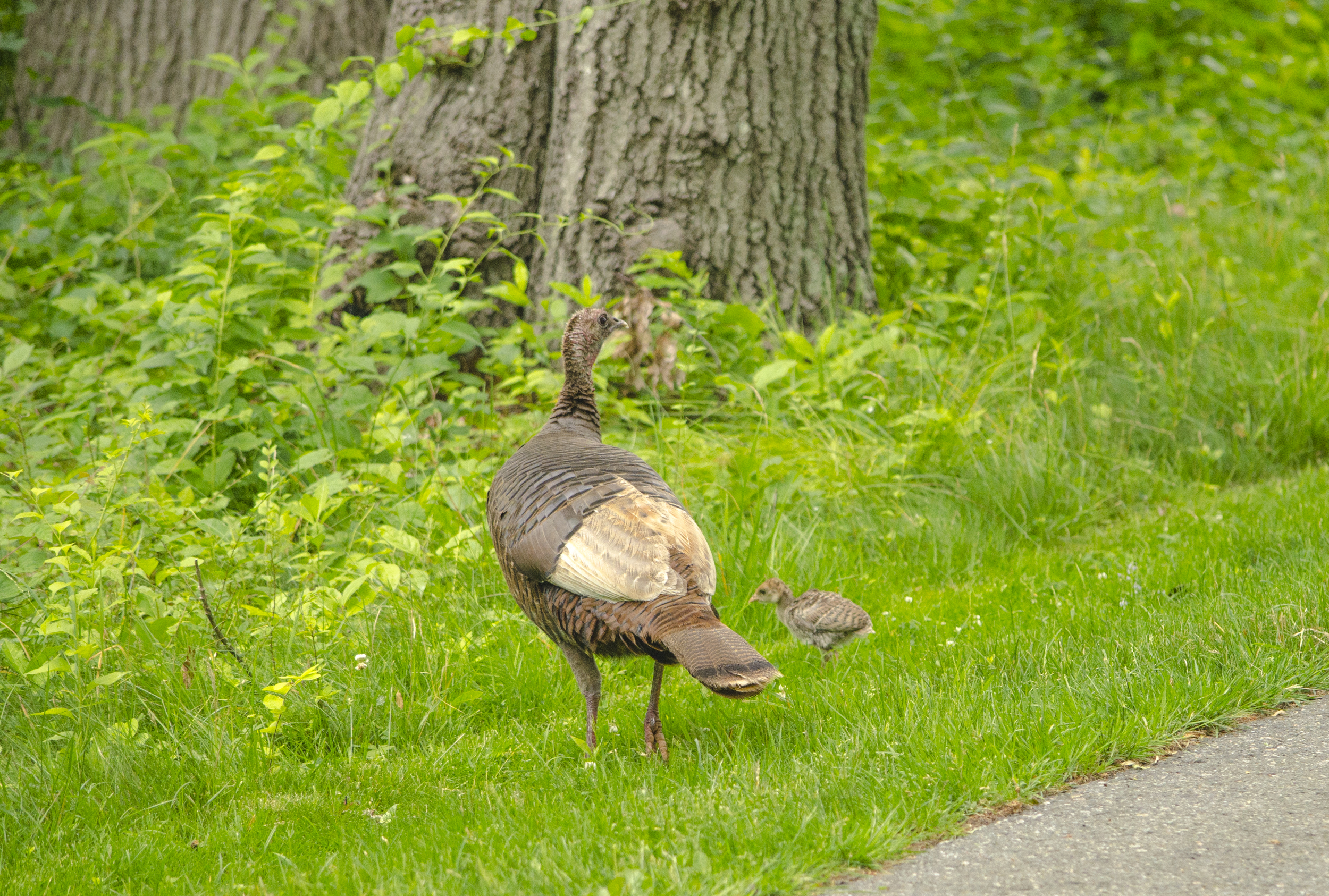 Baby Turkey.jpg