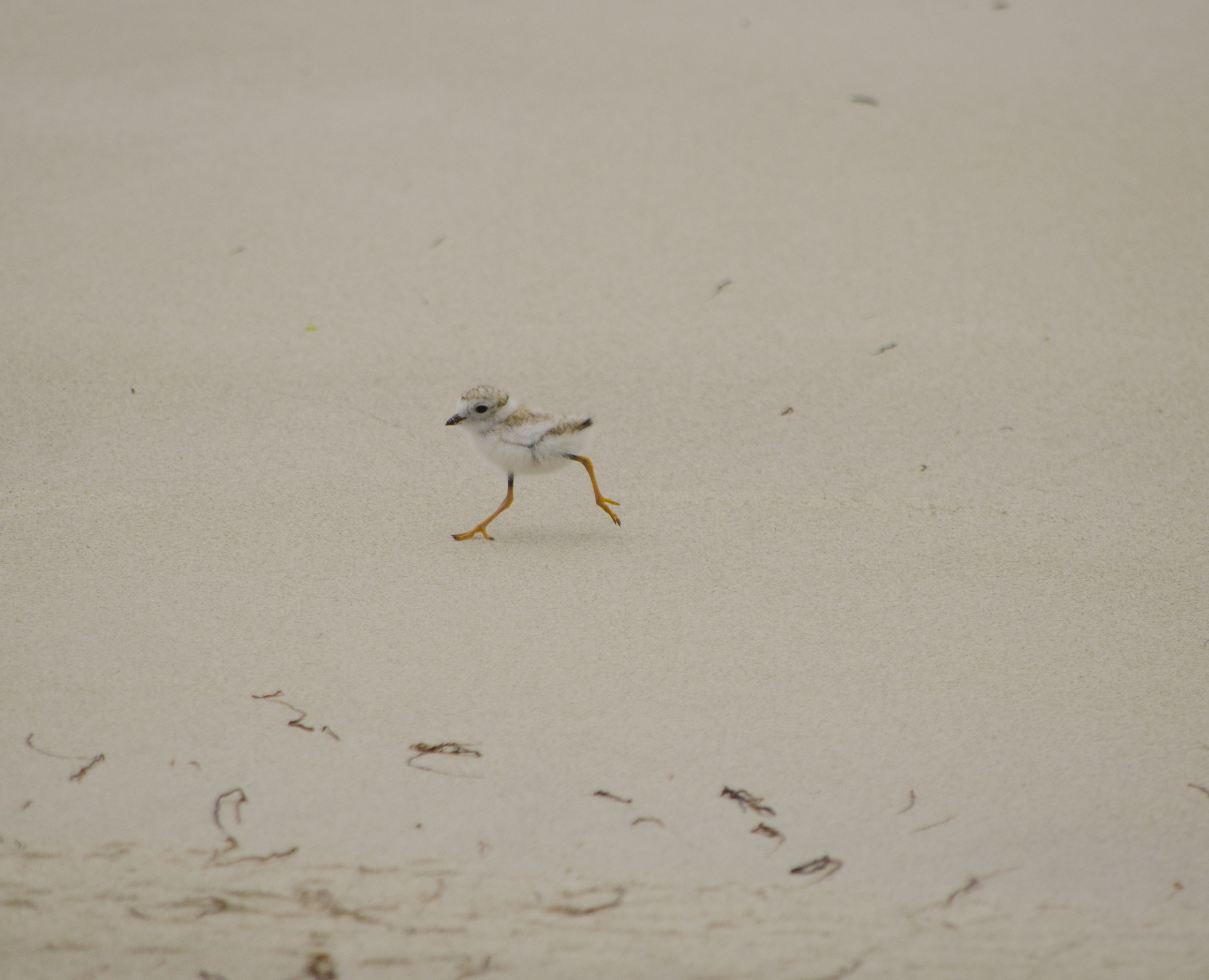 Plover chick.jpg