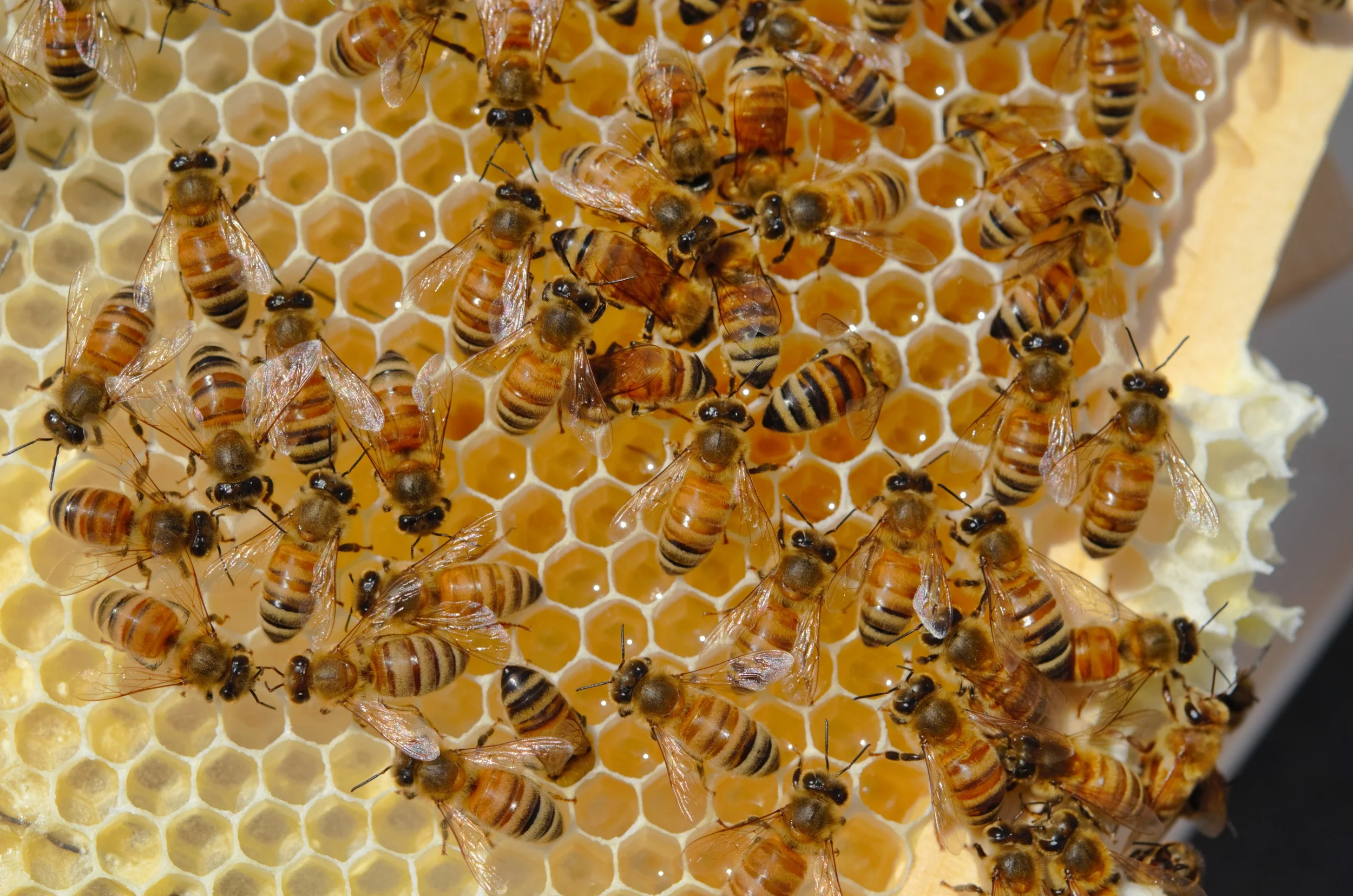 honey_17836202685_o.jpg