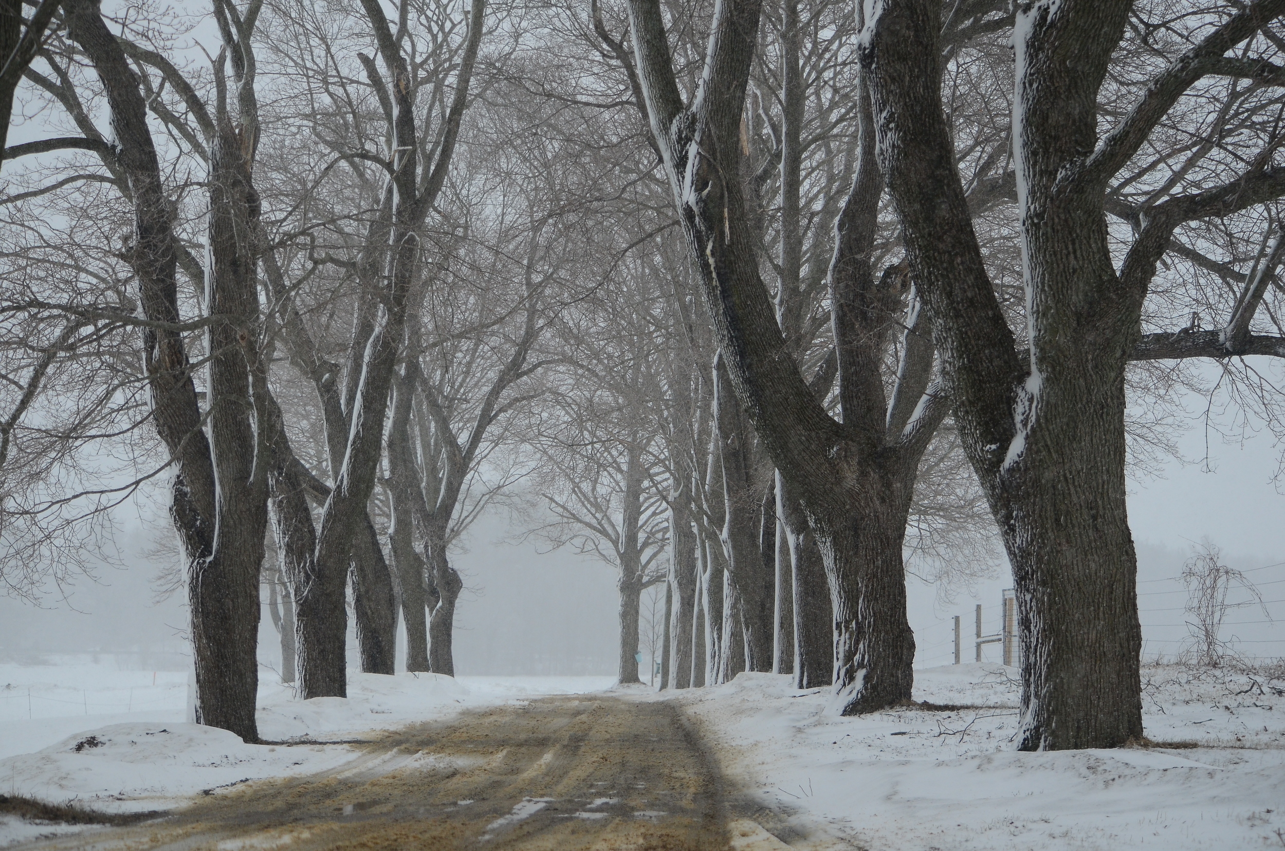 Appleton Farms Snowstorm