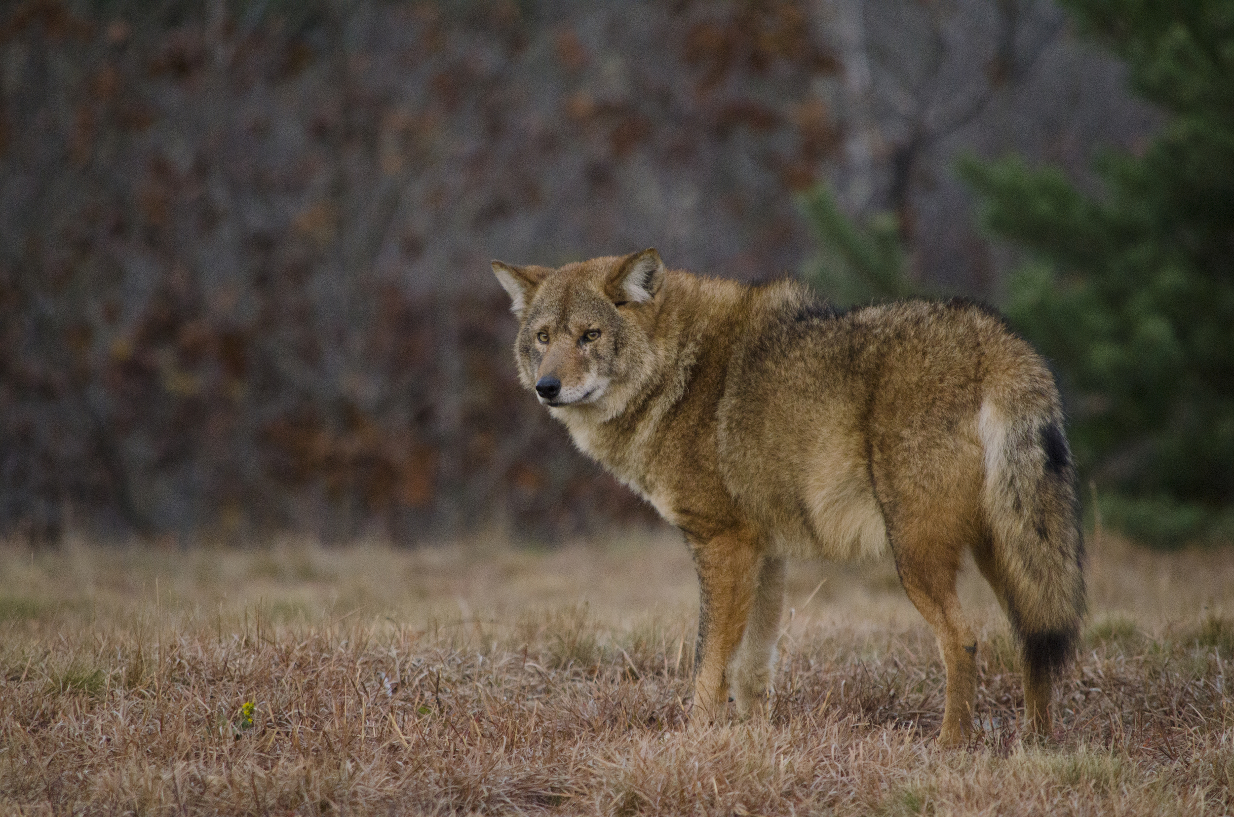 Eastern Coyote in Gloucester Ma