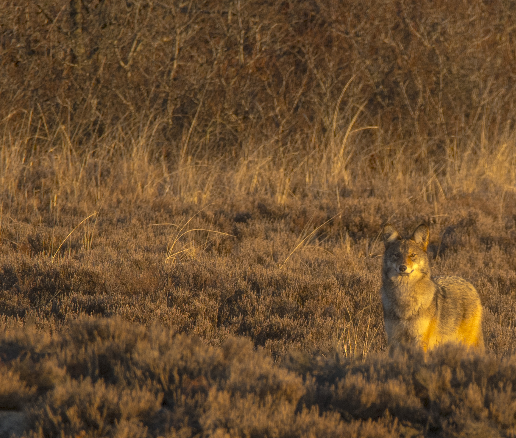 Eastern Coyote