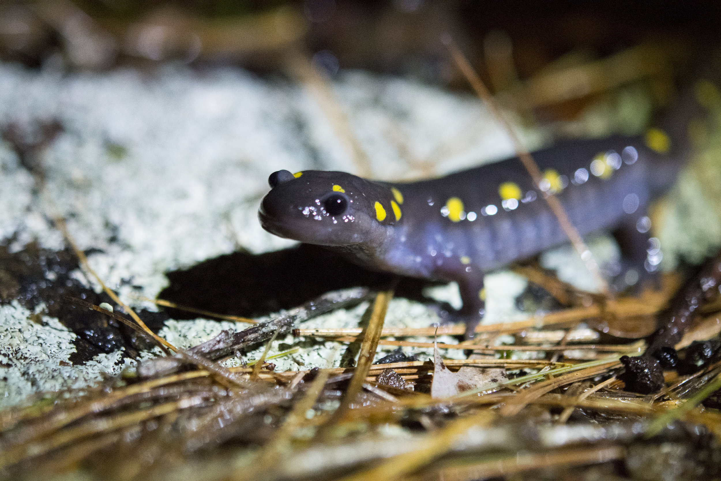 Spotted salamander migration