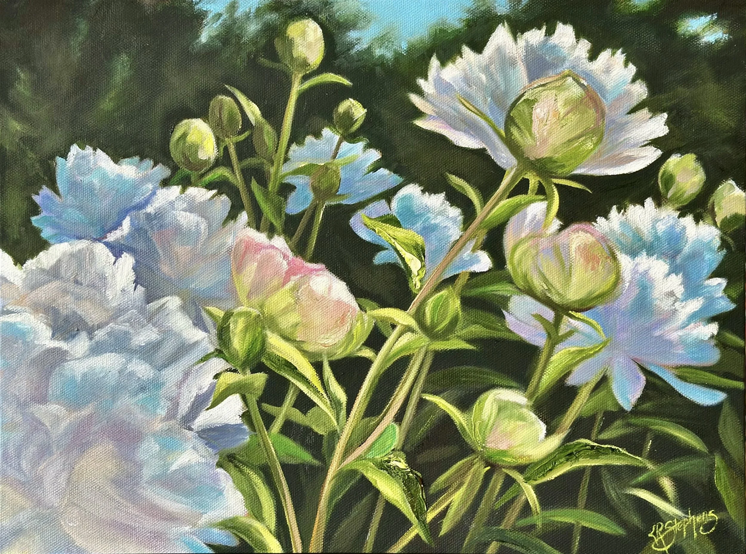 White Peony Garden, Oil, 12x16