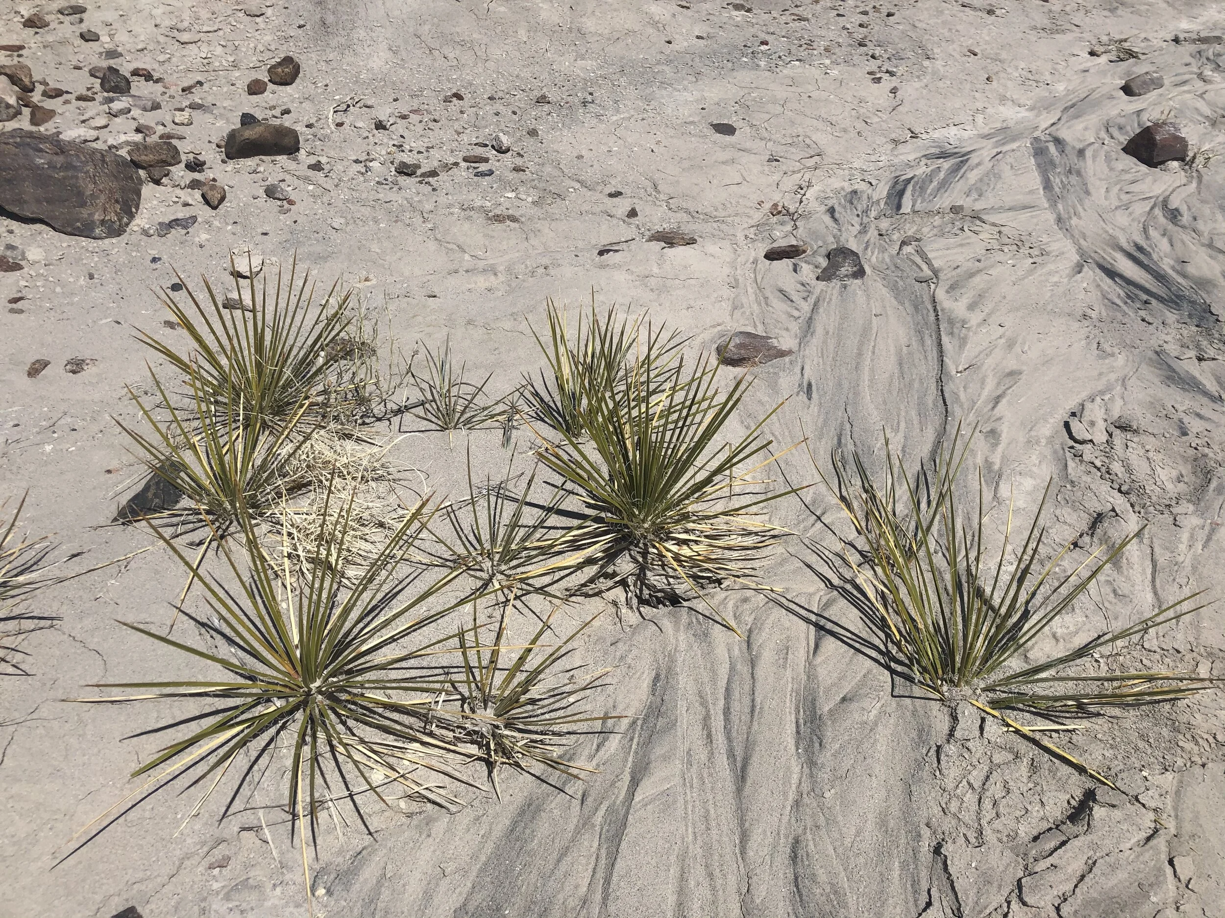 Abiqui _ Photography.jpeg