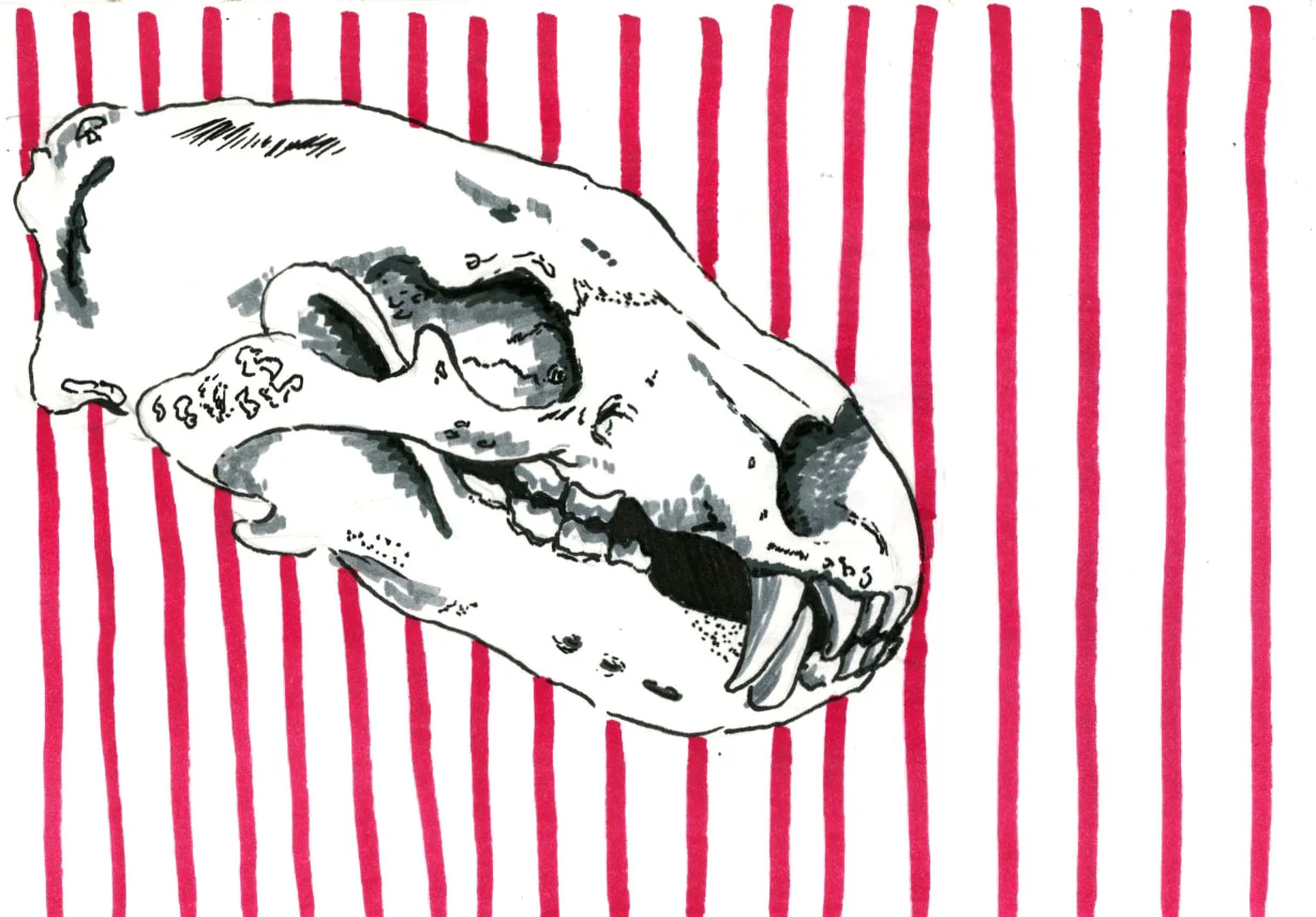Bear Skull