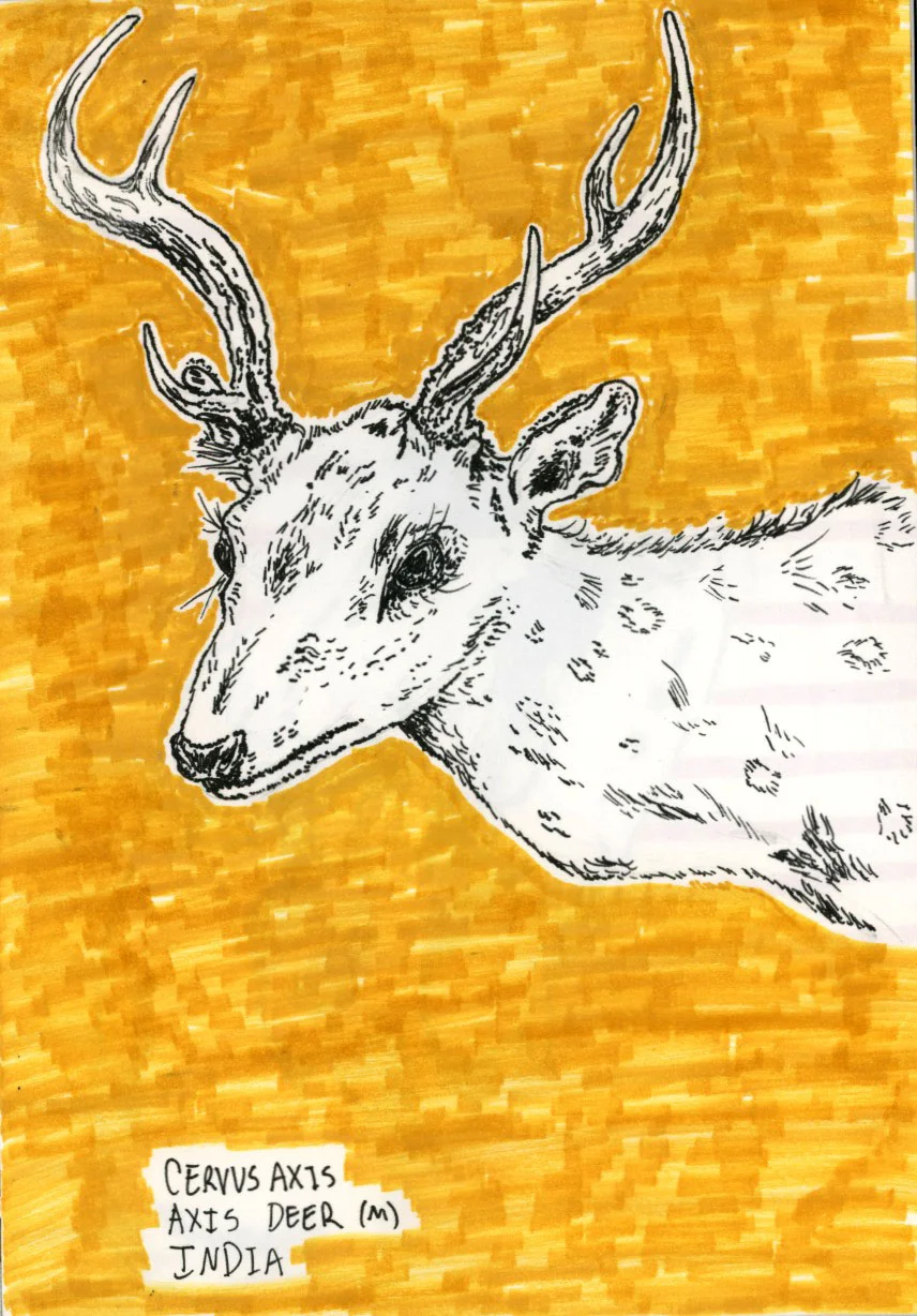 Axis Deer