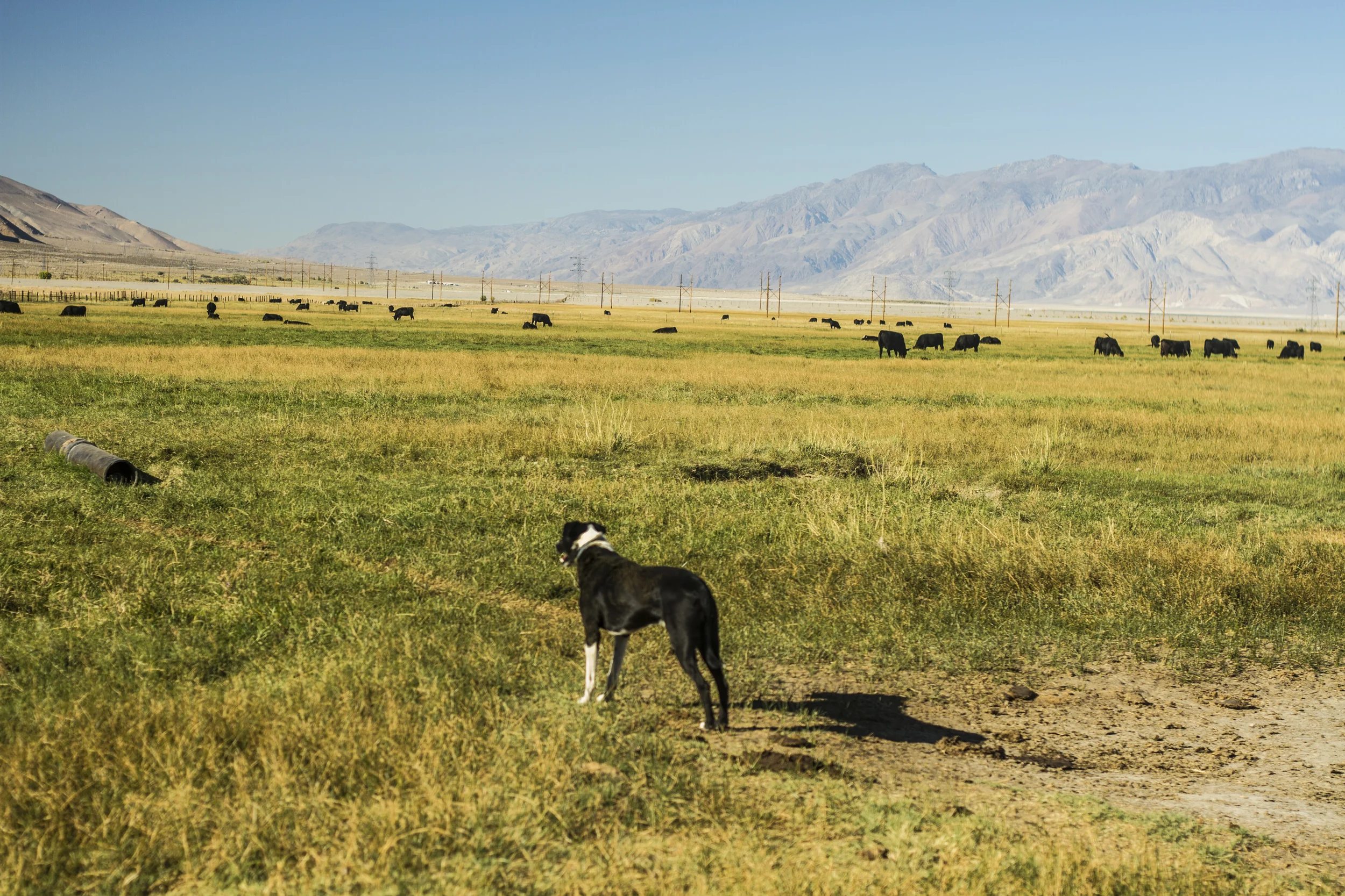 LACEY_DOG_WITH_COWS.jpg