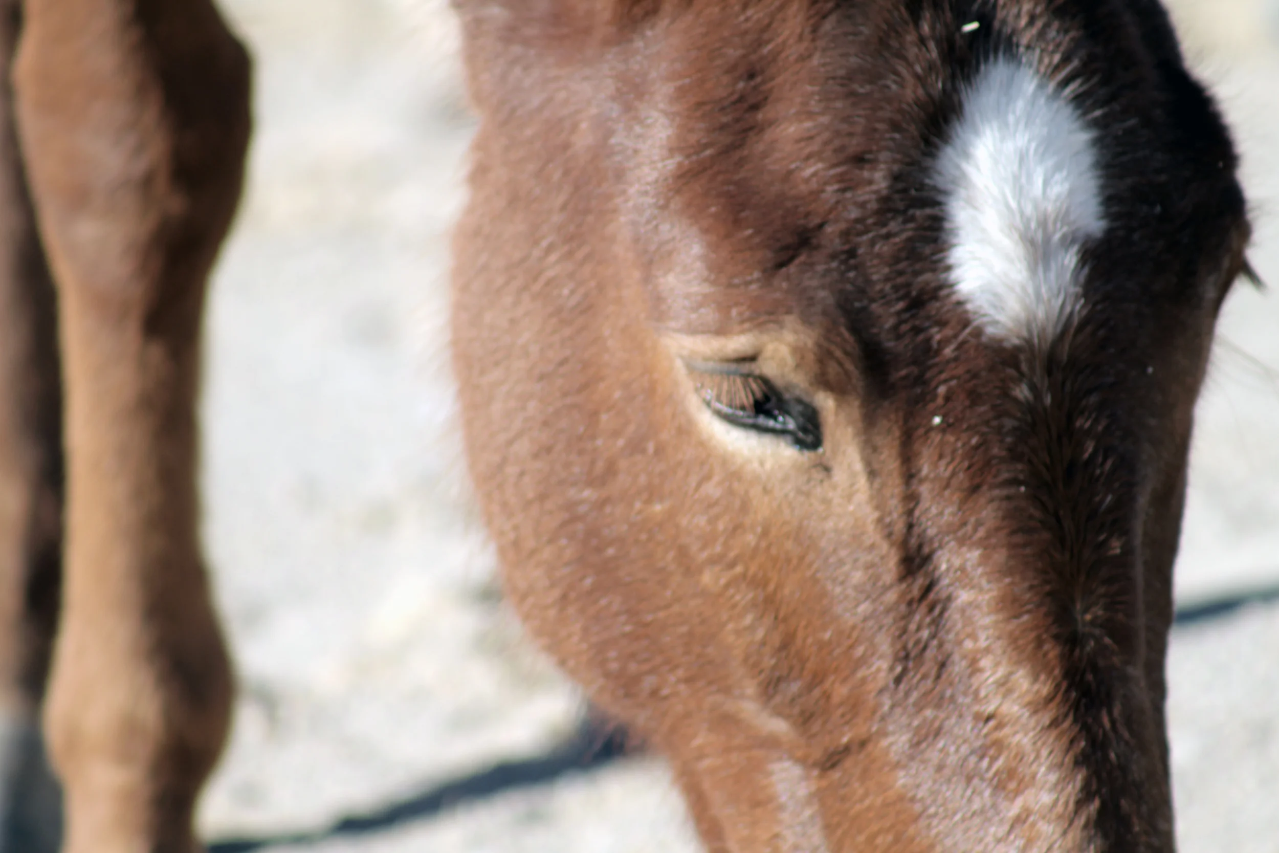 HORSES_03.jpg