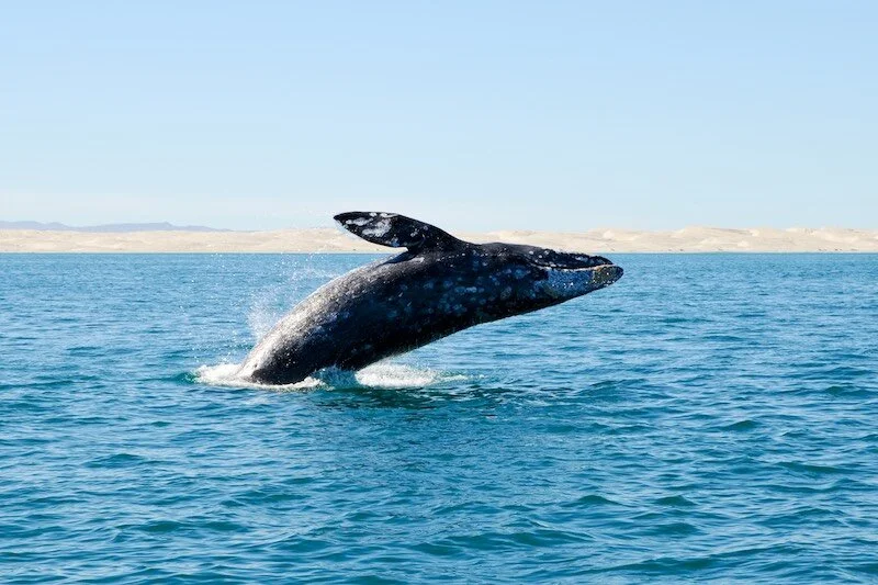 iStock-96781668 RESIZED.jpg