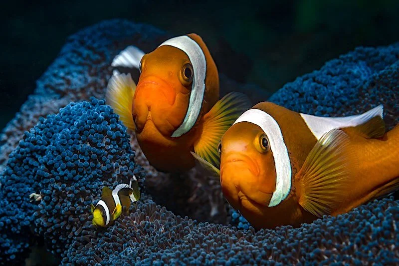 iStock-1957991407 RESIZED.jpg