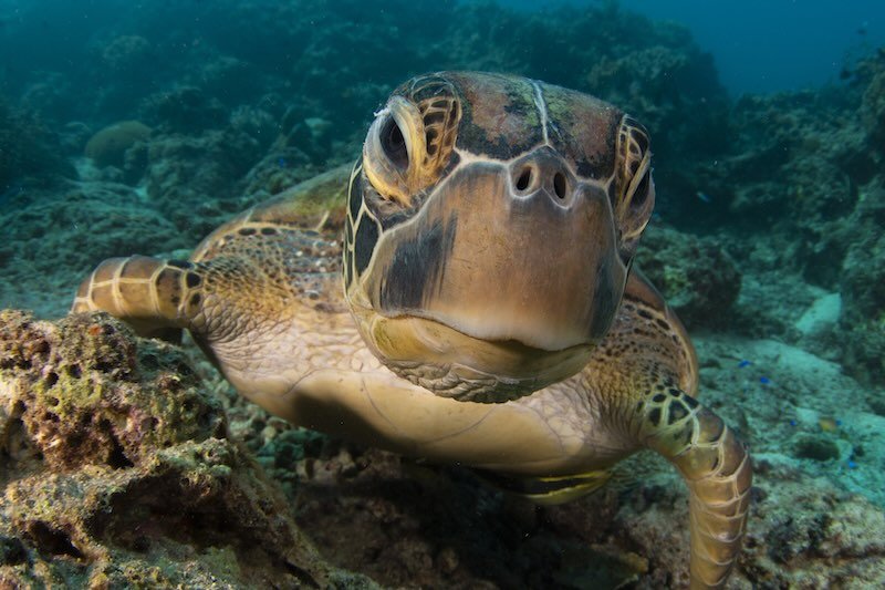 MO - Diving (5) RESIZED.jpg