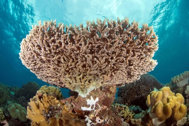 MO - Diving (122) RESIZED.jpg