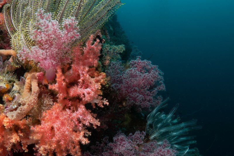 MO - Diving (139) RESIZED.jpg