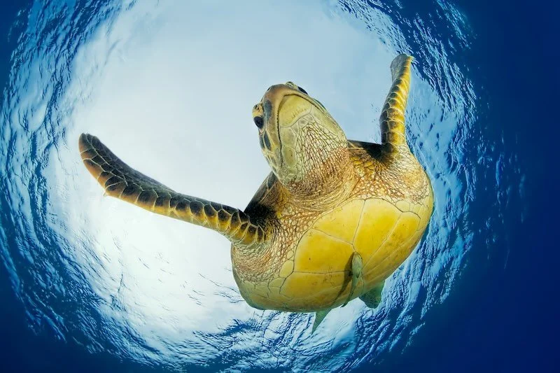 iStock-2168017681 RESIZED.jpg