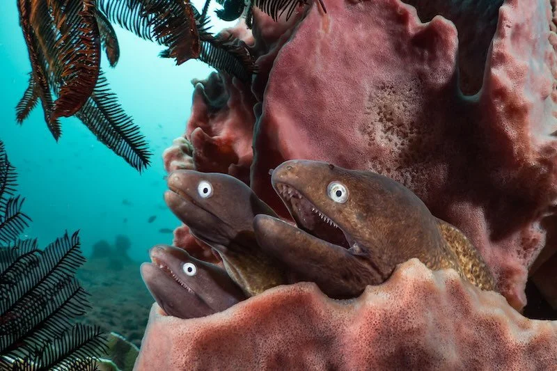 iStock-2000220373 RESIZED.jpg