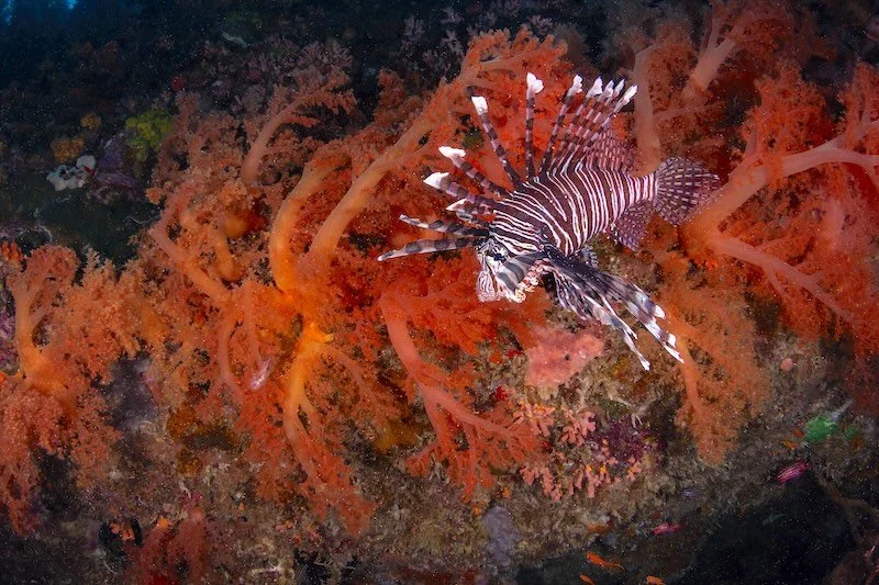 iStock-2160012504 RESIZED.jpg