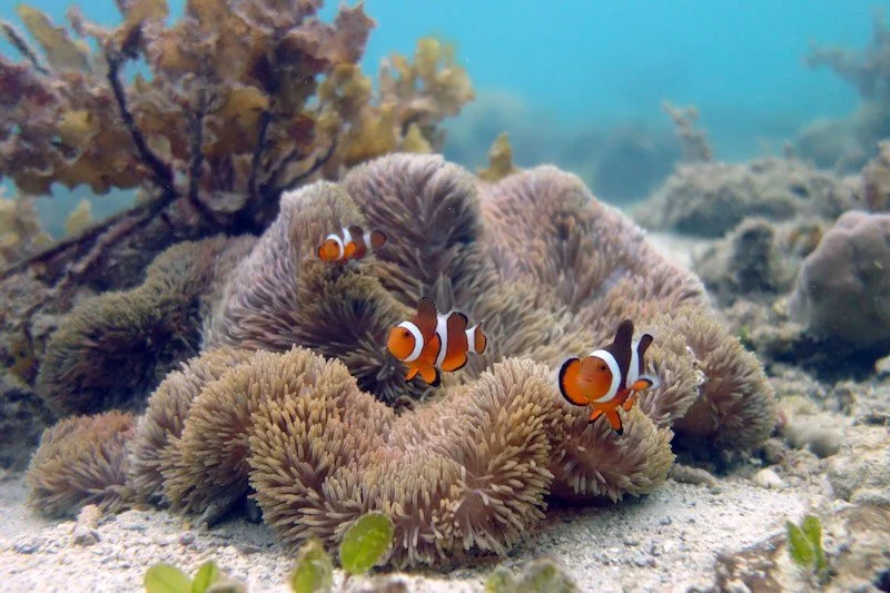 iStock-2191635542 RESIZED.jpg