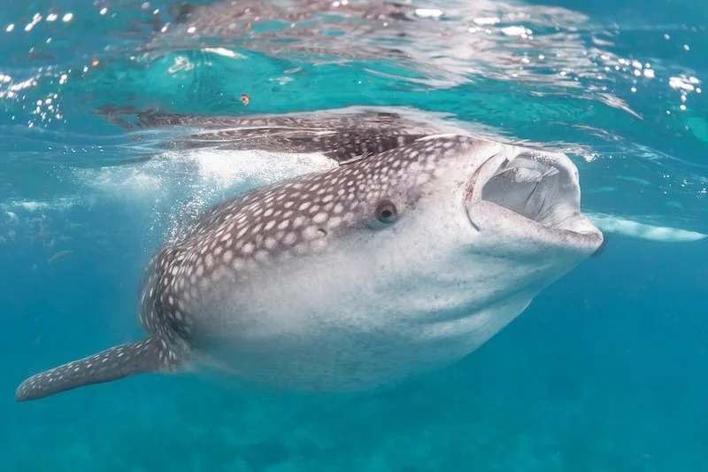 iStock-1953337494 RESIZED.jpg